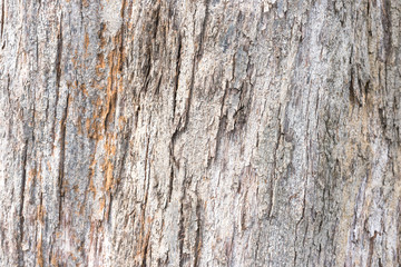 Bark texture background.