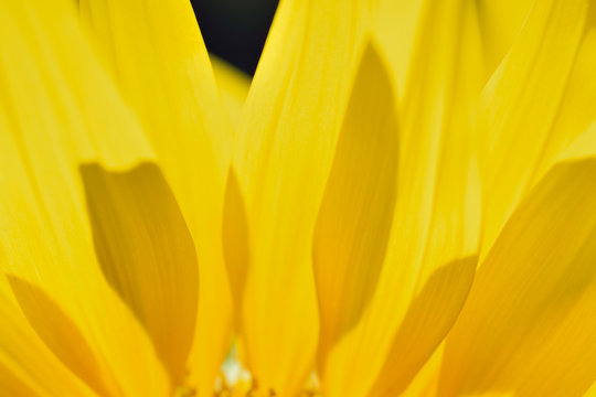Macro texture of Sunflower petals in horizontal frame