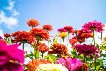 百日草 © phototenki