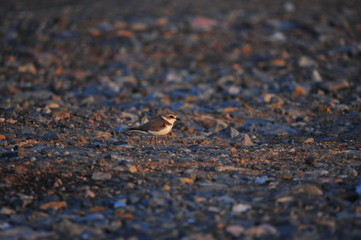 The sea bird