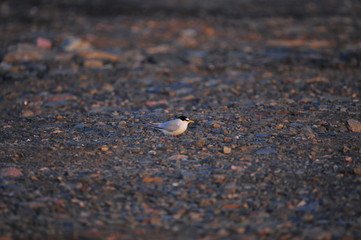 The sea bird