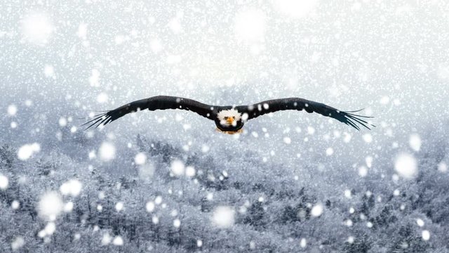 Animation of a bald eagle in slow motion flight during a snowstorm.