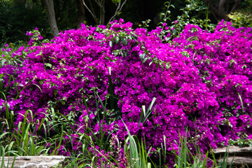 Shillin, Kunming, Yunnan, China, biodiversity, landscape, stones
