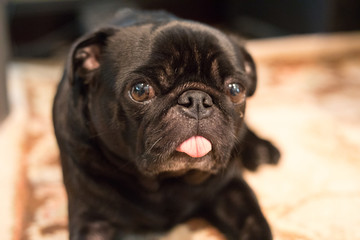 Pug Dog