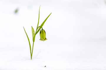 Green bell flower in the snow