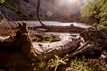 Logs and trash in the water