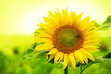 eine Sonnenblume blüht bei herrlichem Sonnenschein