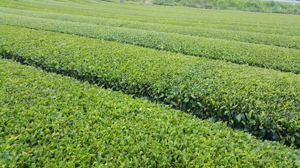 Beautiful fresh green tea plantation at Jeju do,