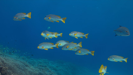 Fototapeta na wymiar Coral reef with Diagonal Banded Sweetlips and healthy hard corals.