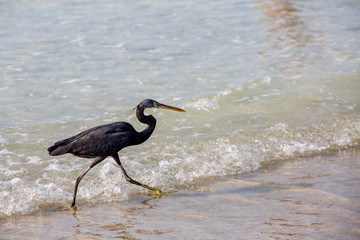 Blue heron walks along the seashore