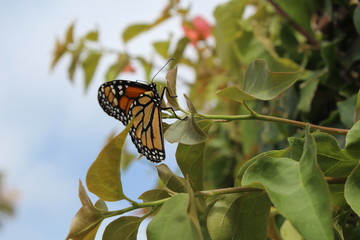Monarch Butterfly