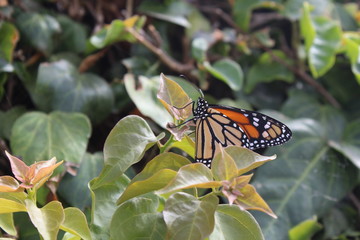 Monarch Butterfly