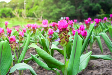Siam tulip pink flower in forest field