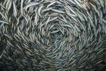 水族館にて魚の旋回