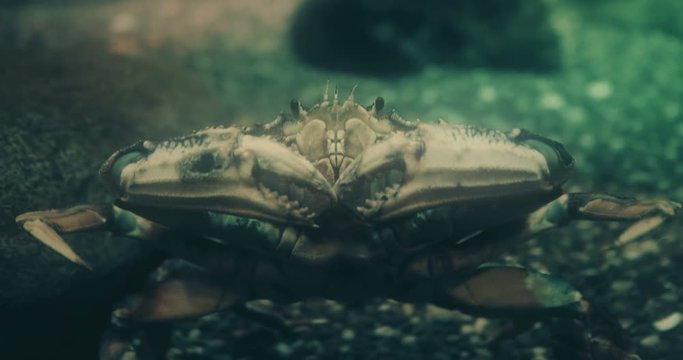 Cinematic portrait of a Dungeness Crab
