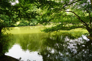 Aachen, Hangerweiher, goose and ducks playing in water and sun, flower, honey bee