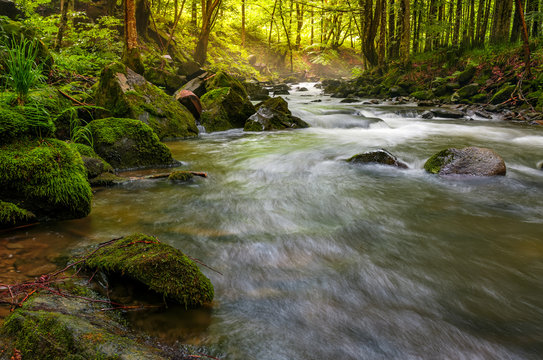 river flow in sunny forest at sunrise