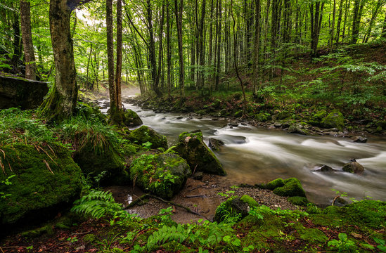 Rapid stream in green forest