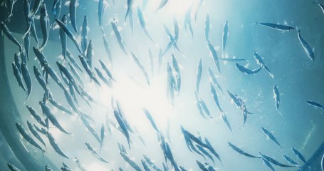 Cinematic portrait of fish swimming overhead