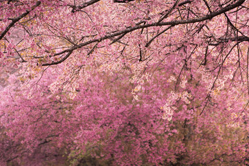 Beautiful pink Sakura flower blooming background
