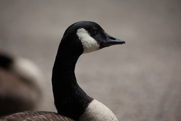 Aachen, Hangerweiher, goose and ducks playing in water and sun, flower, honey bee