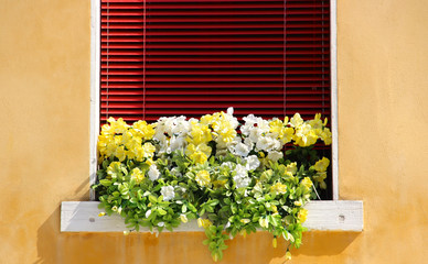 Paris Window Flowers