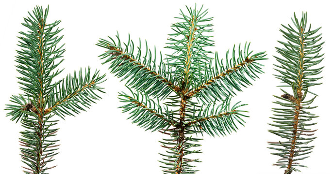 set of three fir tree branches isolated on white background for your christmas design