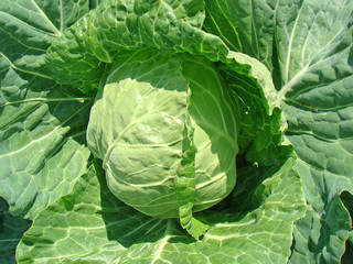 Fototapeta na wymiar Cabbage background