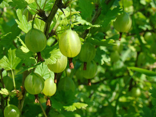 Gooseberries on a branch close up