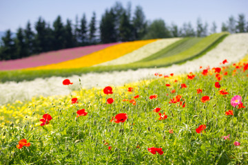 Colorful of flower bed in the garden, Furano, Hokkaido