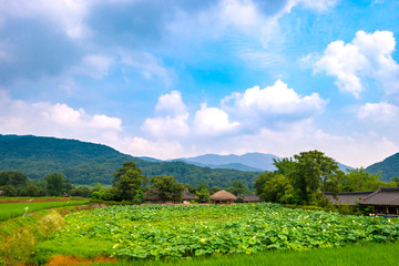 Countryside scenery of Oeam Folk Village on the summer day with lotus blooming.