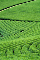 Tea Plantation in Moc Chau village, Vietnam