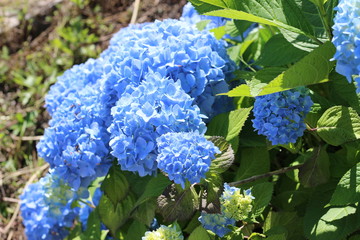 紫陽花の花