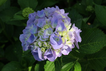 紫陽花の花