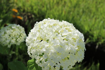 紫陽花の花