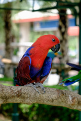 Side view of red Eclectus parrot perched on branch