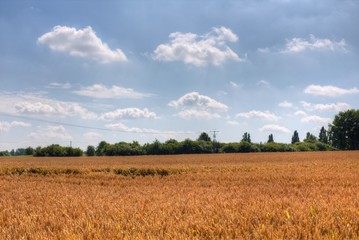 Kornfeld vor Bäumen und unter blauem leicht bewölktem Himmel
