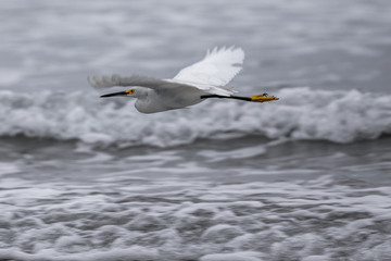 Snowy Egret a kind of White Heron flying over a sea