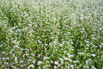 Photo of white blooming buckwheat field, close up