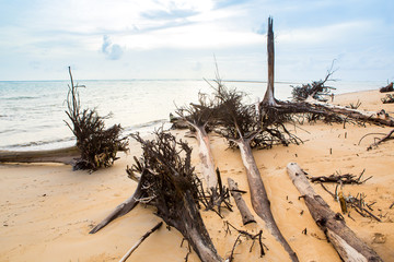Dead tree trunk on tropical beach