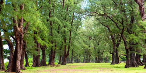 Pine trees are beautiful.