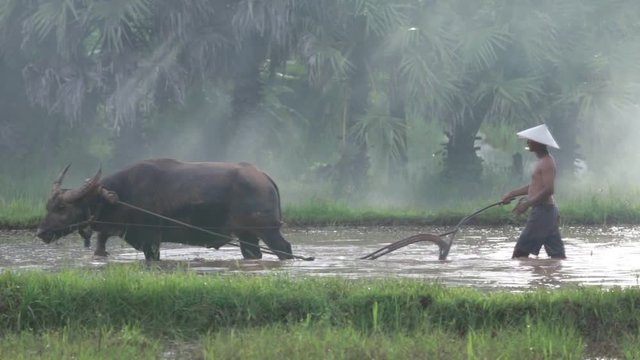 Thai farmers working Or plow the rice fields and buffalo as a helper.