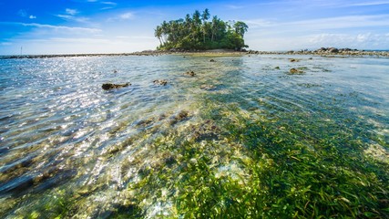 An ocean underwater reef with sun light through water surface. seagrass field