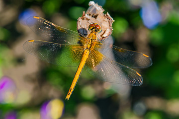 Insect dragonfly sits on a wooden peg on a green background in the sunlight, top view, closeup