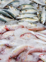 Marine fish sold to the market.