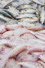 Marine fish sold to the market.