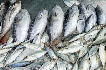 Obraz premium Marine fish sold to the market.