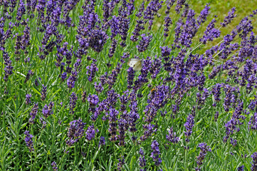 Naklejka premium Lavendelblüten