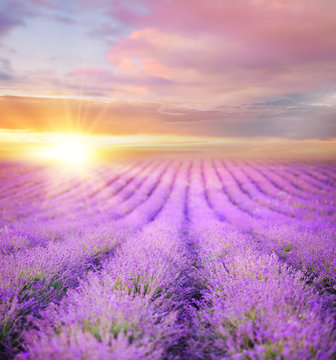 Sunset over a summer lavender field, looks like in Provence, France. Lavender field. Beautiful image of lavender field over summer sunset landscape.