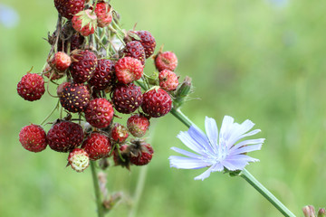 composition with field strawberries